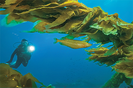 This image portrays California Glory: Our Coastal Kelp Forests by California Diving News.