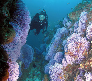 This image portrays A Model Relationship: Modeling for and Diving with an Underwater Photographer  by California Diving News.