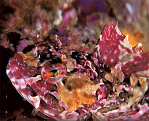 This image portrays Cool and Calm in Carmel Bay: Stillwater Cove  by California Diving News.