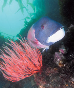 This image portrays Fishy Fun at Lingcod Lair by California Diving News.