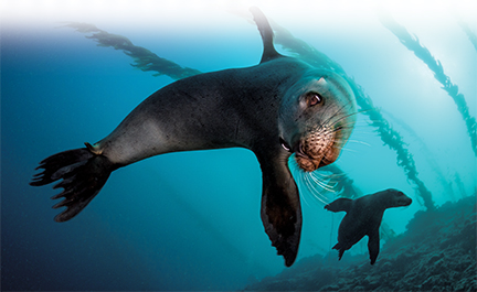 Domoic Acid Outbreak Sickens California Sea Lions