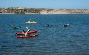 This image portrays The Otter Option: Exploring Elkhorn Slough by California Diving News.