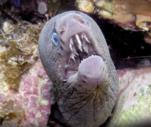 This image portrays The More Morays, the Better: Adventures in Eel Land  by California Diving News.