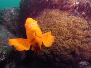 This image portrays Two-for-One Fun at Anacapa: Goldfish Bowl by California Diving News.