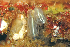 This image portrays Tunicate Tales: “Simple” Sea Squirts are Surprisingly Complex  by California Diving News.