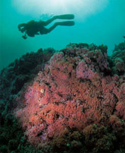 This image portrays Big Fun, No Matter How You Define It: Enjoying Aumentos Reef  by California Diving News.