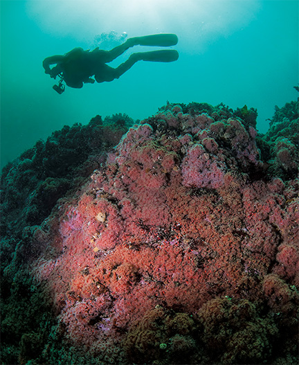 Big Fun, No Matter How You Define It: Enjoying Aumentos Reef 