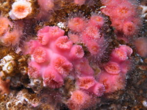 This image portrays The Flower Animals of California: All About Stony Corals by California Diving News.