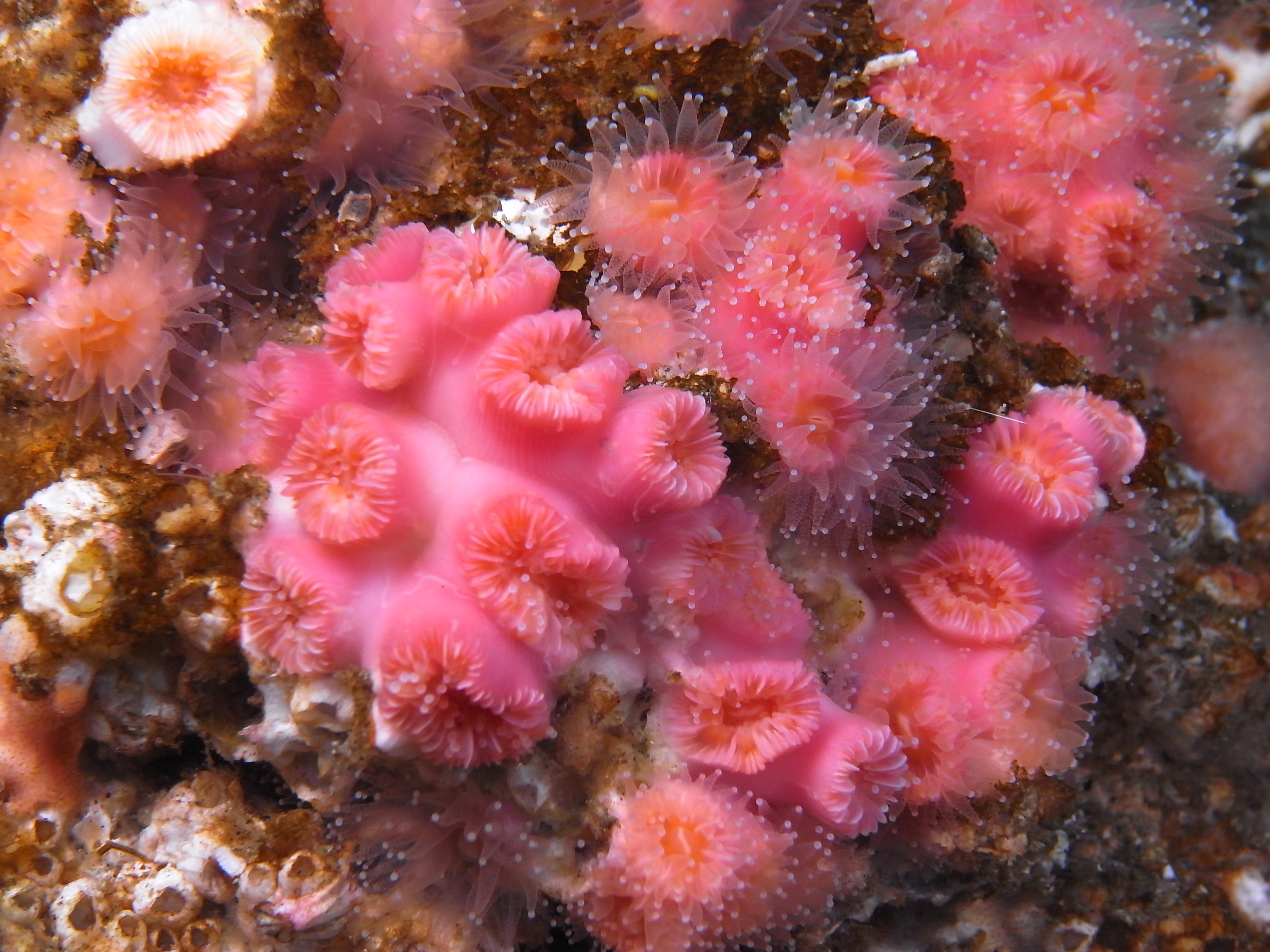 The Flower Animals of California: All About Stony Corals