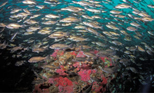 This image portrays A NorCal Coastal Treasure: Cordell Bank National Marine Sanctuary By Jennifer Stock  by California Diving News.