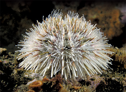 Sharp and “Spiny Skinned”: California’s Sea Urchins 