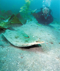 This image portrays Crowd Control: Now’s a Great Time to Enjoy Catalina’s Cherry Cove  by California Diving News.