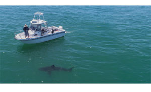 This image portrays “Baby Shark” Spotting Off Monterey Bay—What It’s Like to Be a Citizen Scientist by California Diving News.