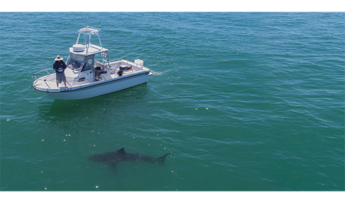 “Baby Shark” Spotting Off Monterey Bay—What It’s Like to Be a Citizen Scientist