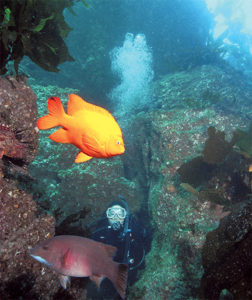 This image portrays Mixing It Up at Santa Cruz’s Quail Rock by California Diving News.