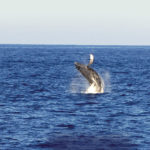 The “Big-Winged” Whales: California’s Humpbacks