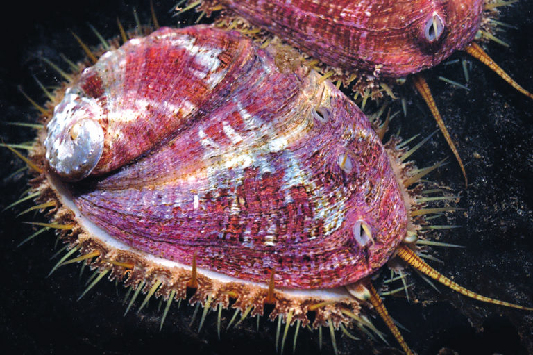 First White Abalone Release Marks Important Milestone for Species ...