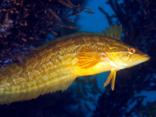 Red, Green, Yellow and Brown: The Colorful Lives of California Kelpfish