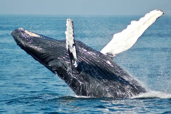 This image portrays The “Big-Winged” Whales: California’s Humpbacks by California Diving News.