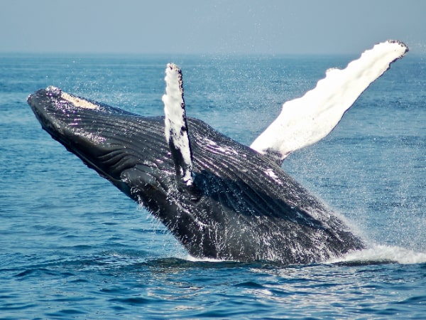 The “Big-Winged” Whales: California’s Humpbacks