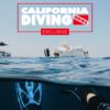 This image portrays Did you know... Sea Star & Abalone Shells by California Diving News.