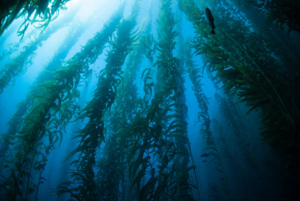 This image portrays Kelp Diving 101 by California Diving News.