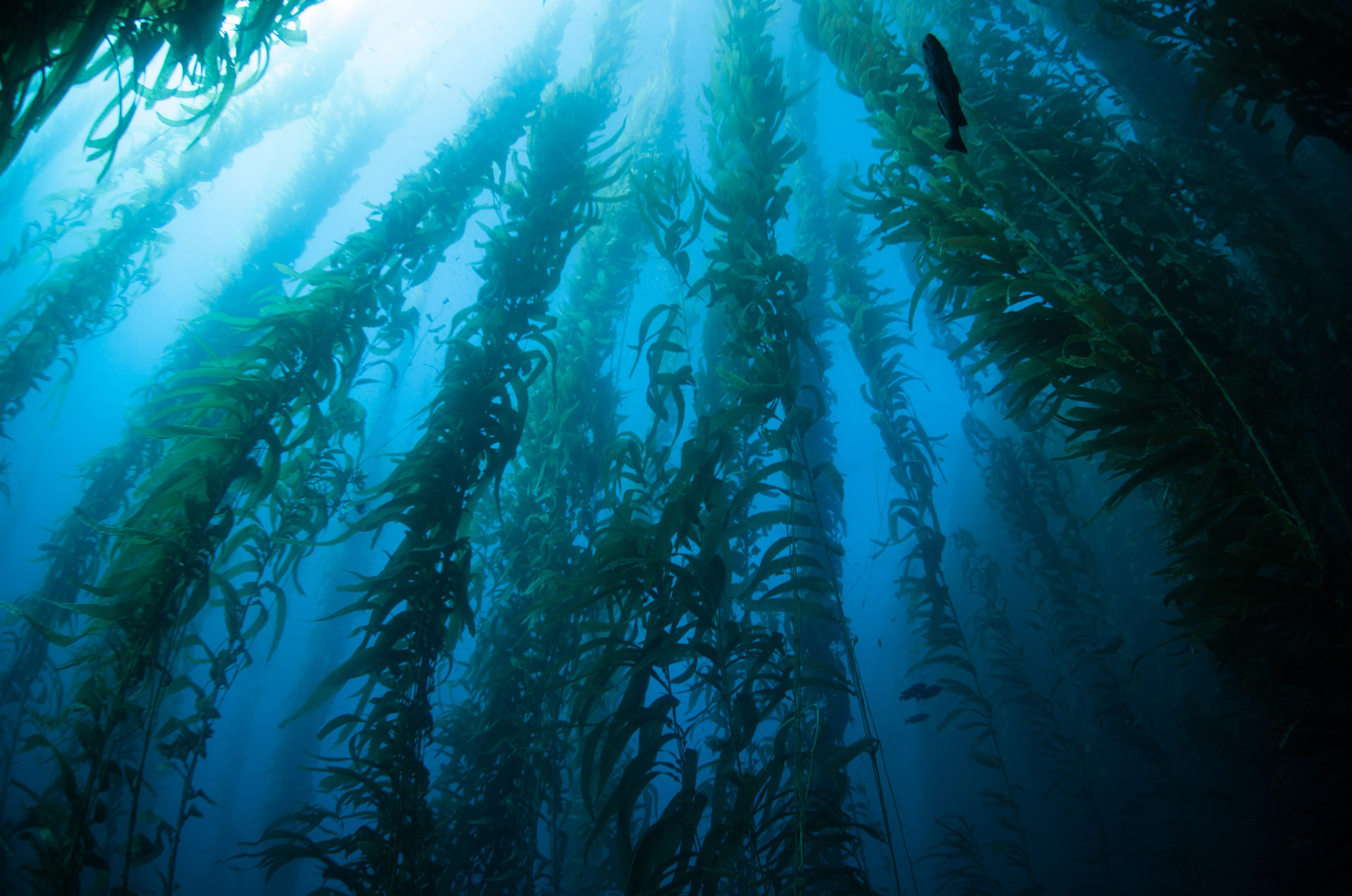 Kelp Diving 101
