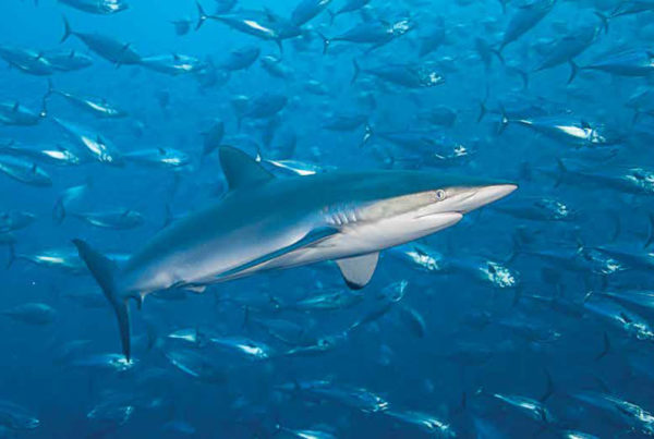 This image portrays The Silky: The Blue Shark of Tropical Seas by California Diving News.