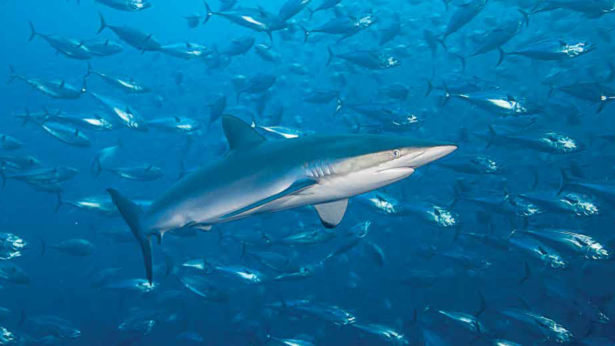 The Silky: The Blue Shark of Tropical Seas