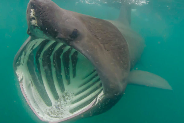 This image portrays The Basking Shark by California Diving News.