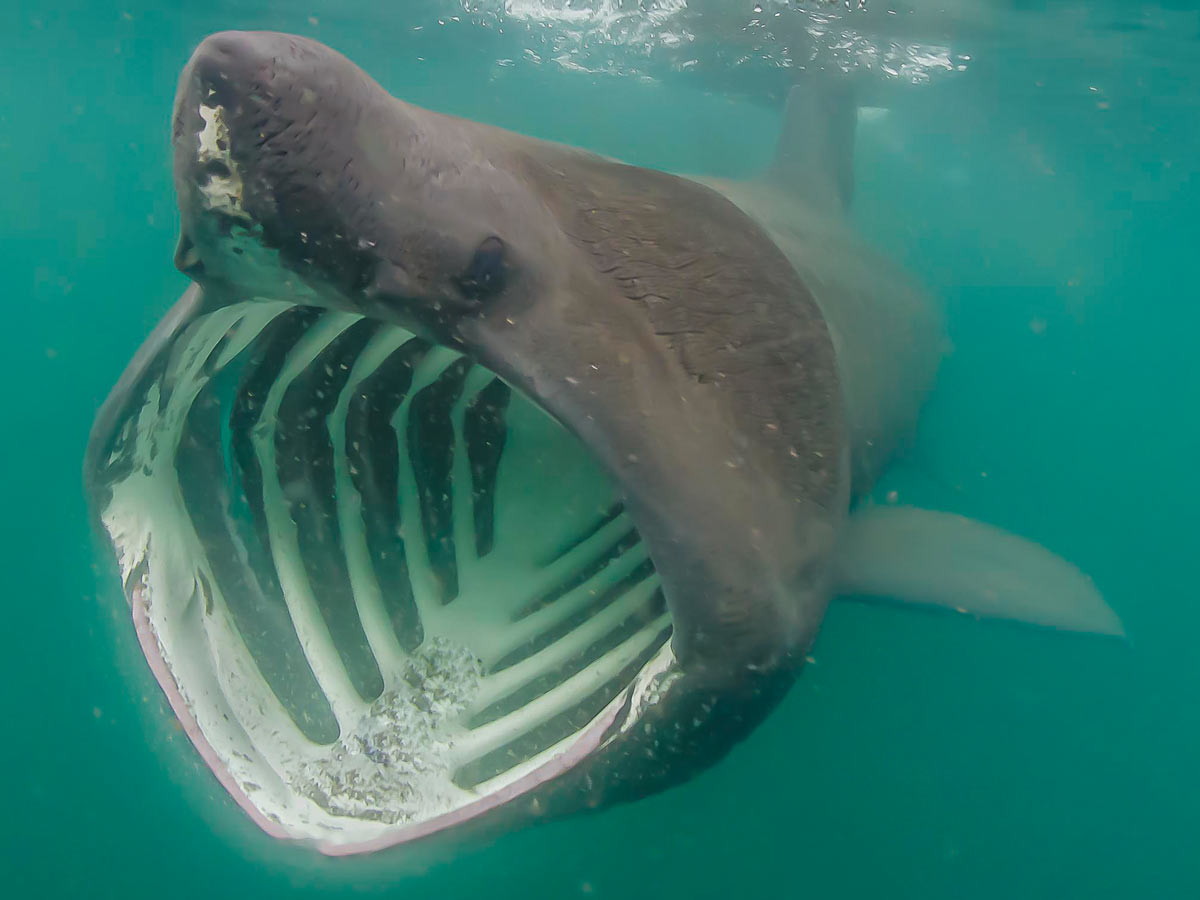 The Whale Shark  California Diving News