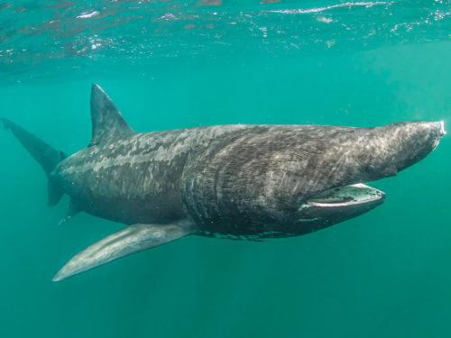 The Basking Shark | California Diving News