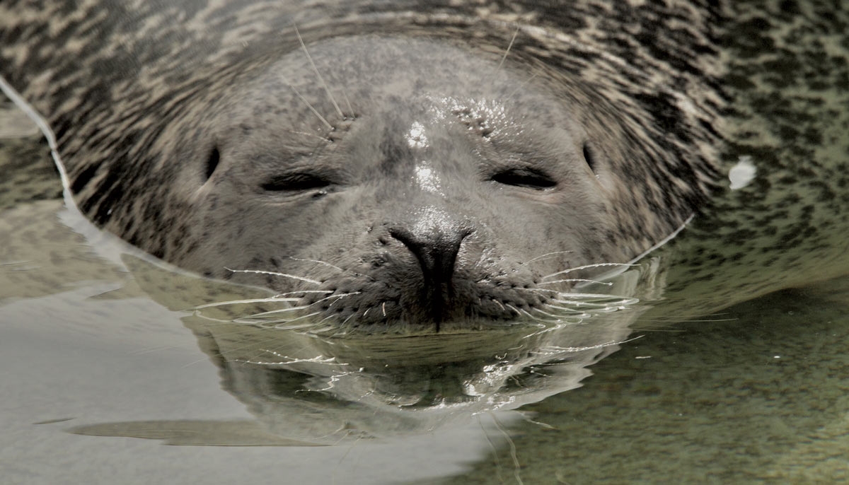 Seals Seen Outside Our Waters: The Atlantic Harbor Seal, the Southern Elephant Seal, and More