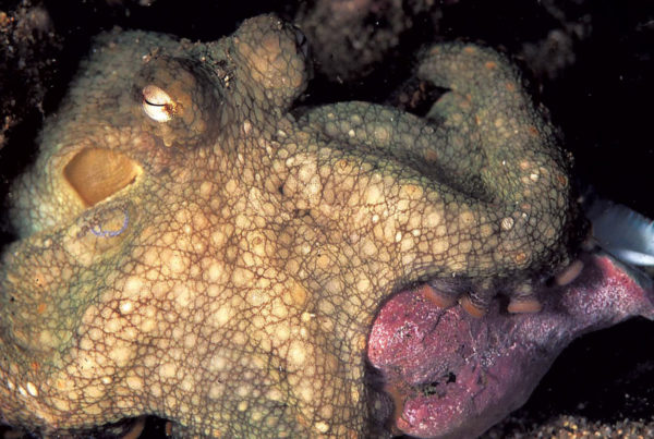 This image portrays Monterey’s McAbee Pinnacle by California Diving News.