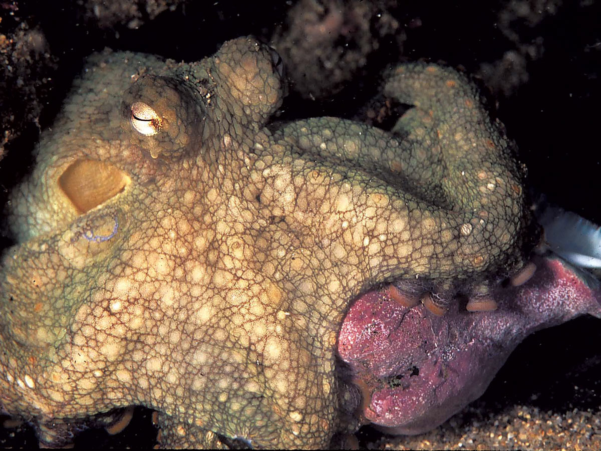 A Curious Encounter: Our California “Octopus Teacher”