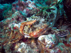 This image portrays Monterey’s McAbee Pinnacle by California Diving News.
