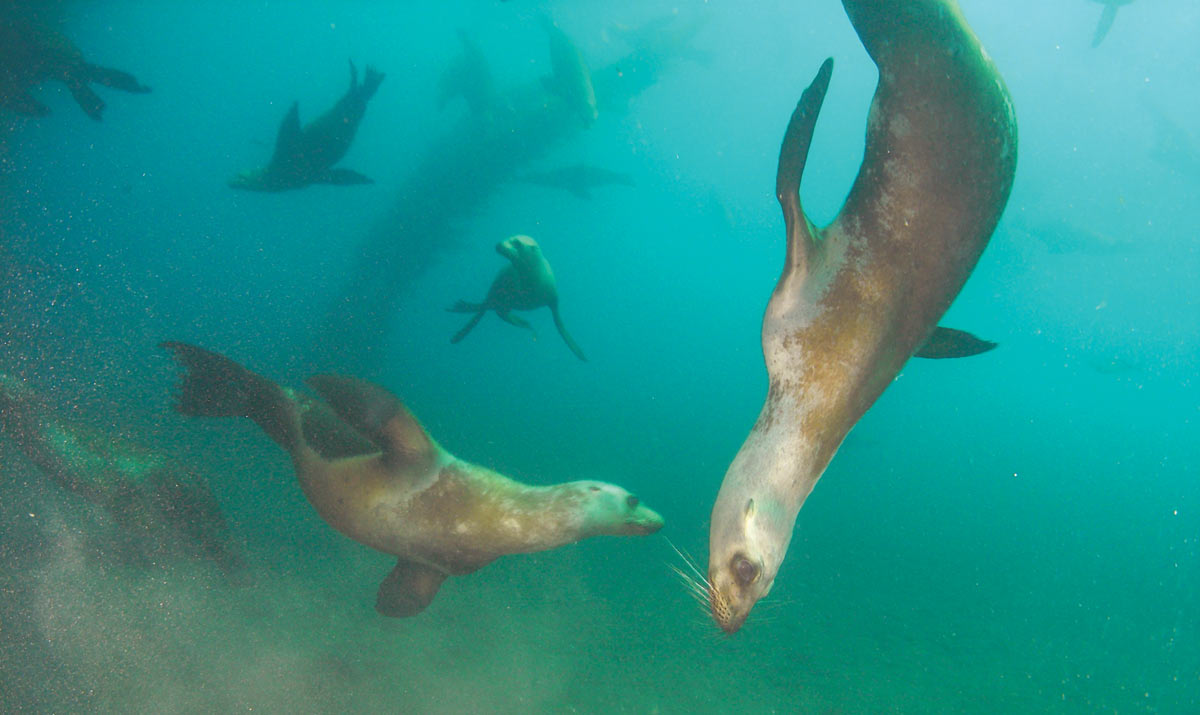 sea lion diving