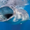 This image portrays The Whale Shark by California Diving News.