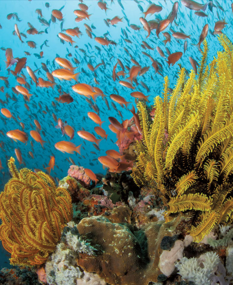 Coral Reefs The Kelp Forests of Tropical Seas California Diving News