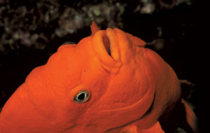 This image portrays Small Fish / BIG Personality: California’s Iconic Damselfish, the Garibaldi by California Diving News.