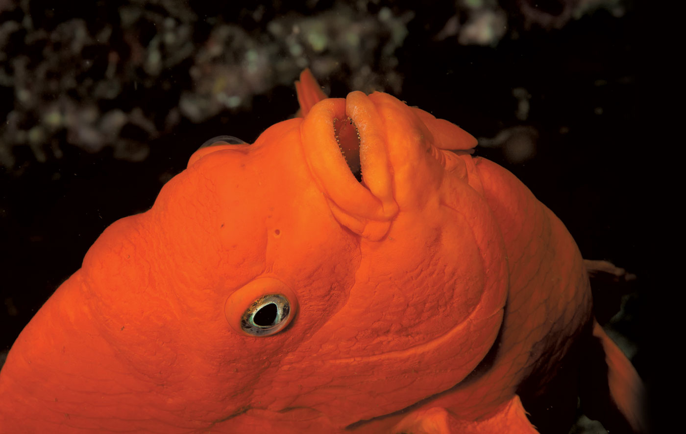 Small Fish / BIG Personality: California’s Iconic Damselfish, the Garibaldi
