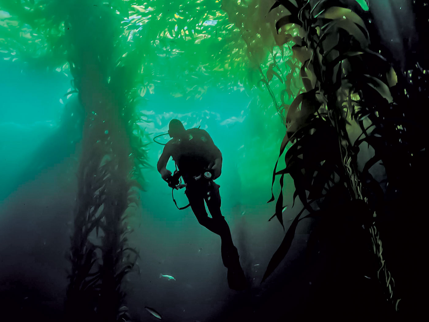 Forests of Giant Kelp