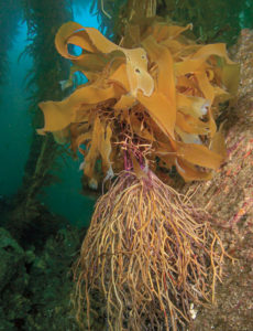 This image portrays Forests of Giant Kelp by California Diving News.