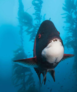 This image portrays The Fascinating/Confusing California Sheephead by California Diving News.
