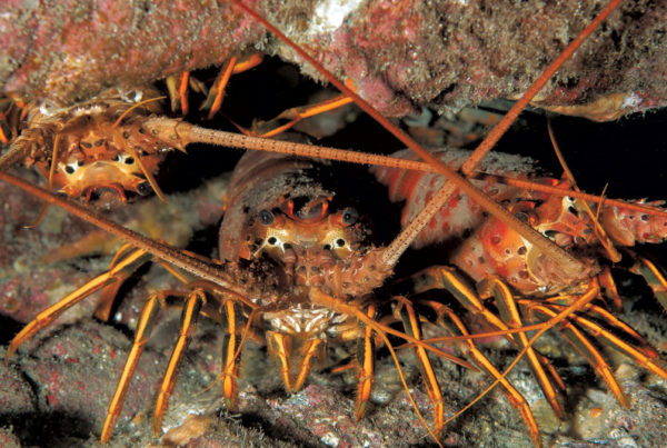 This image portrays The California Spiny Lobster by California Diving News.
