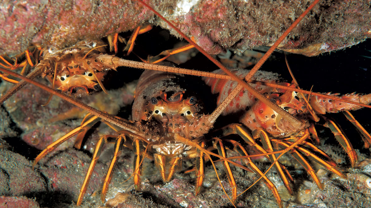 The California Spiny Lobster