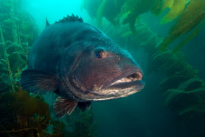 This image portrays Spotting Giant Sea Bass: Using AI and Photography to Save the King of the Kelp Forest by California Diving News.