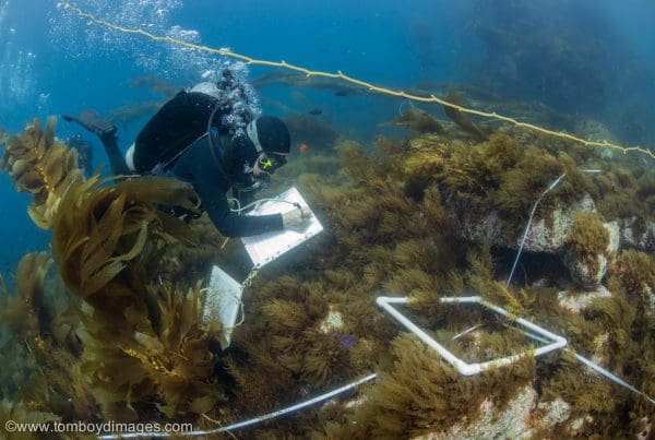 This image portrays Lend A Helping Fin: NOAA Citizen Science Opportunities by California Diving News.